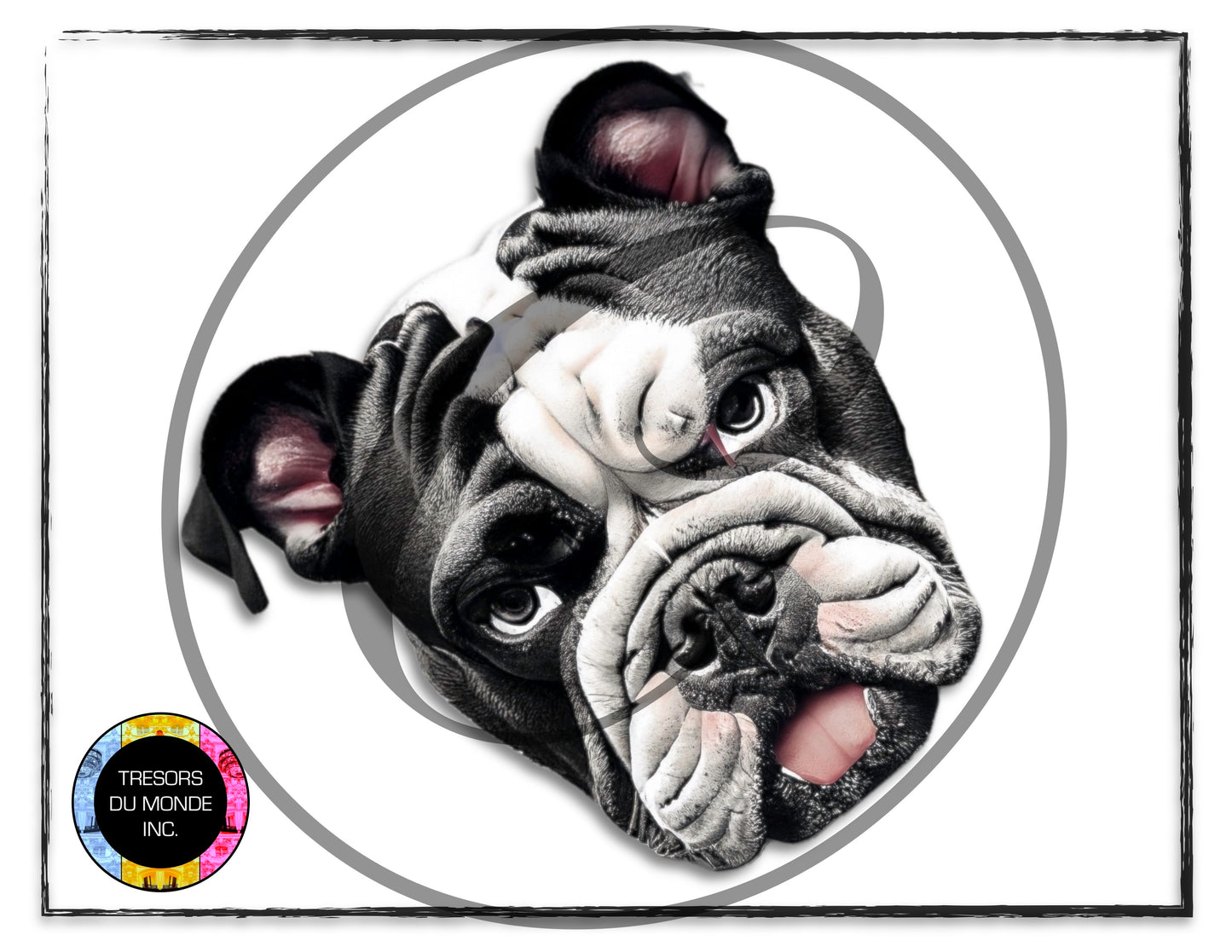 Bulldog anglais - Image numérique solo haute résolution - Usage commercial et perso