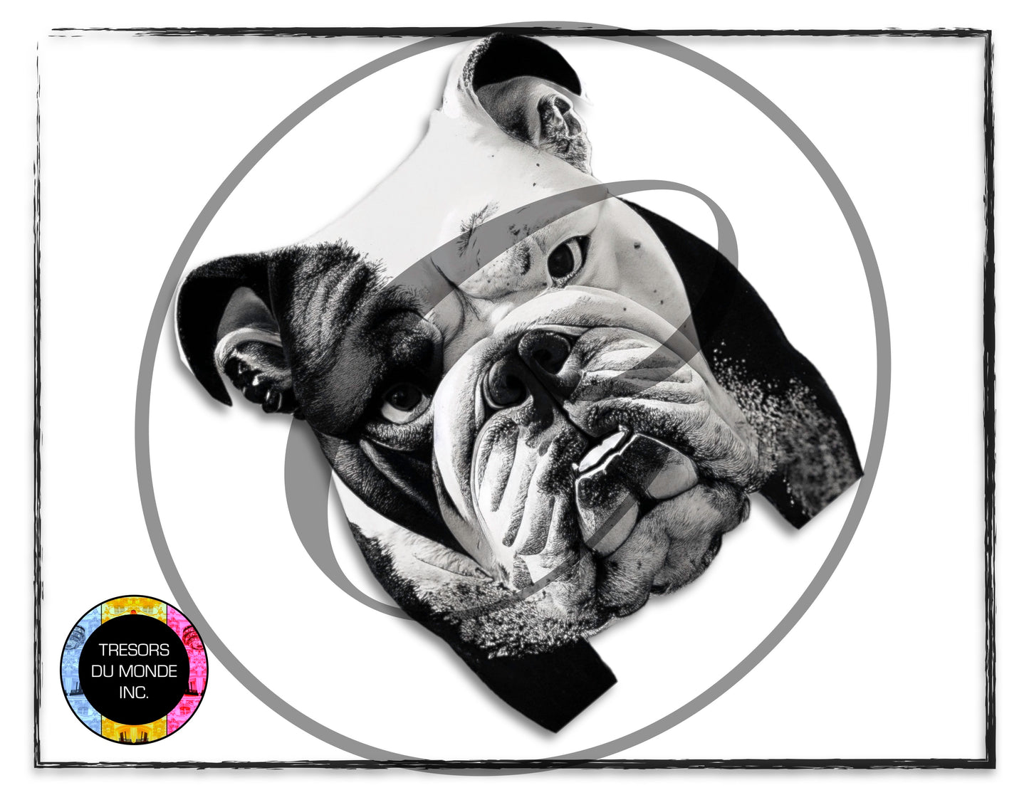 British bulldogs - High resolution digital solo images - Business